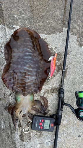 アオリイカの釣果