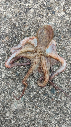 タコの釣果
