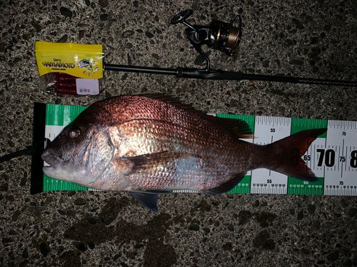 マダイの釣果