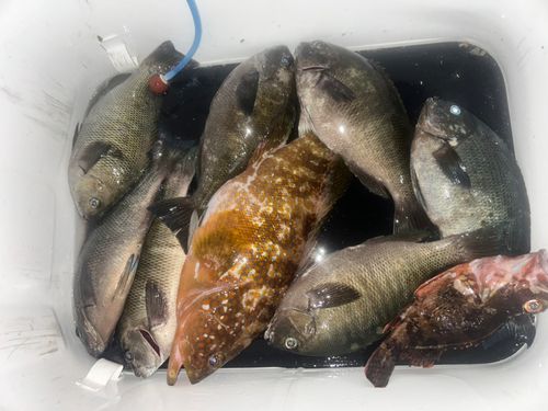メジナの釣果