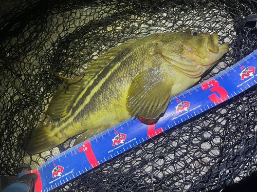 シマゾイの釣果