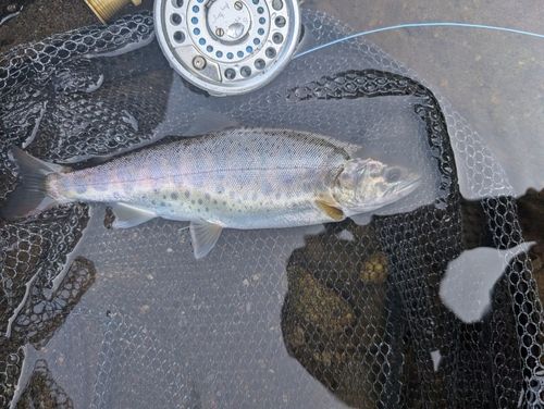 ヤマメの釣果
