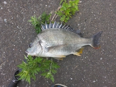 キビレの釣果