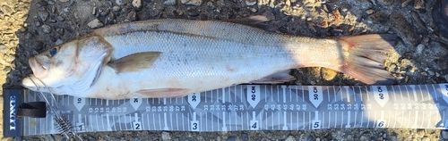スズキの釣果