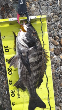 クロダイの釣果