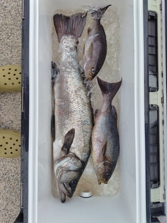 ヒラスズキの釣果
