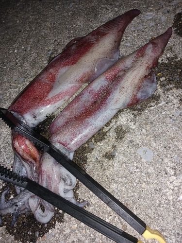 ケンサキイカの釣果