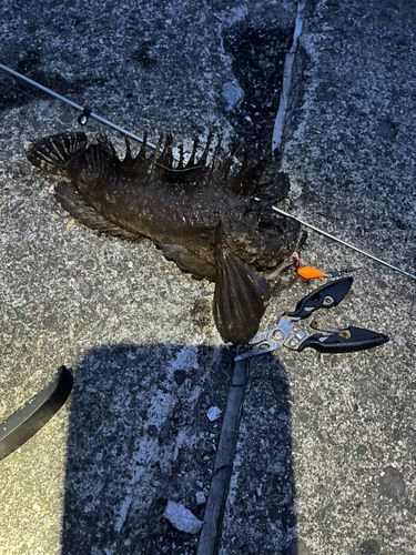 オニオコゼの釣果