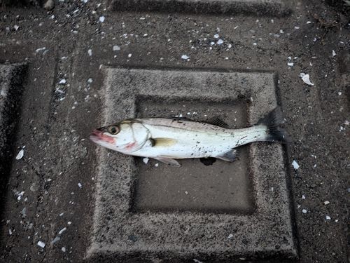 釣果
