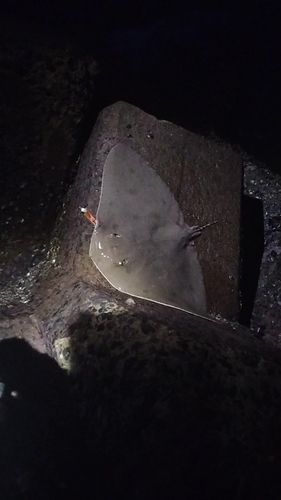 エイの釣果
