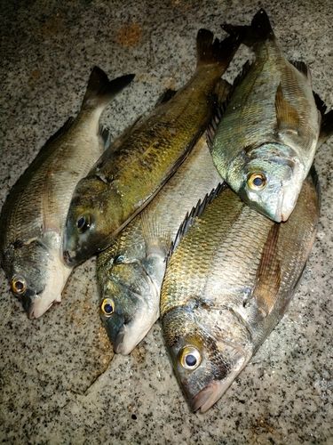 チヌの釣果