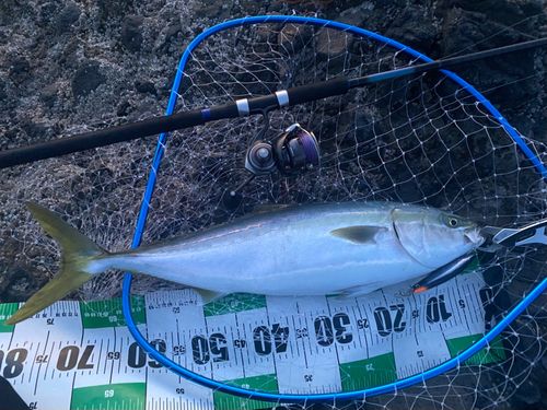 ワラサの釣果