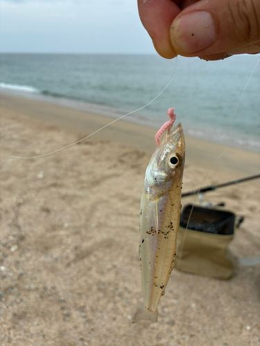 キスの釣果