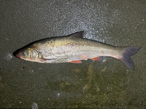 マルタウグイの釣果