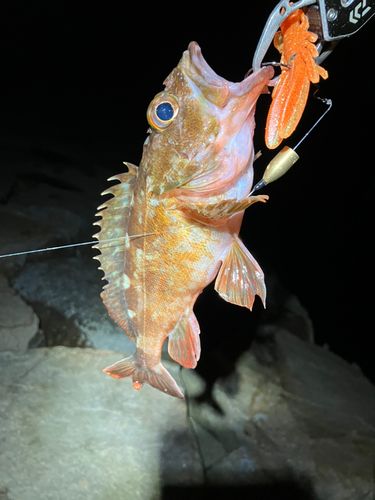 カサゴの釣果