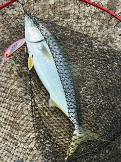フクラギの釣果