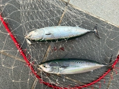 マルソウダの釣果