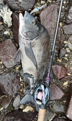 チヌの釣果