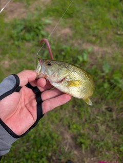 ラージマウスバスの釣果