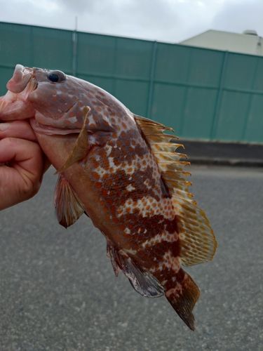 キジハタの釣果