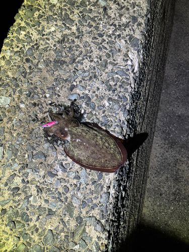 モンゴウイカの釣果