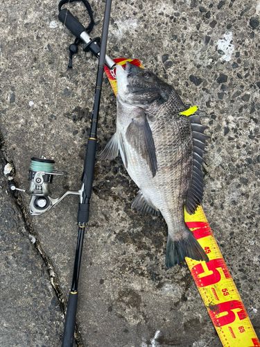 クロダイの釣果