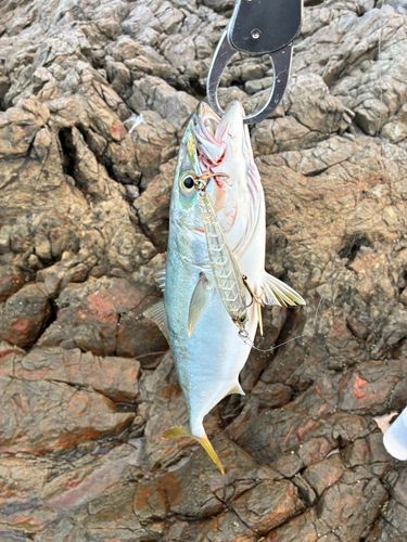 フクラギの釣果