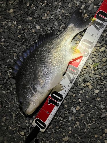 キビレの釣果