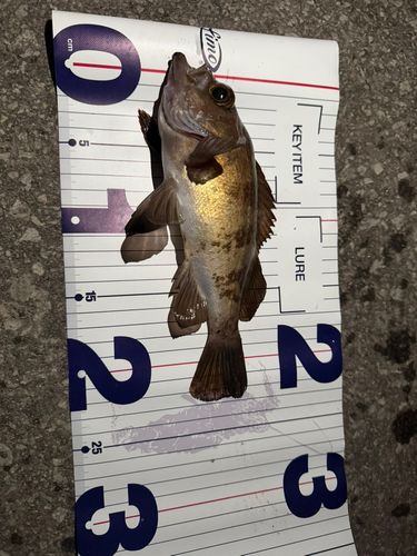 メバルの釣果