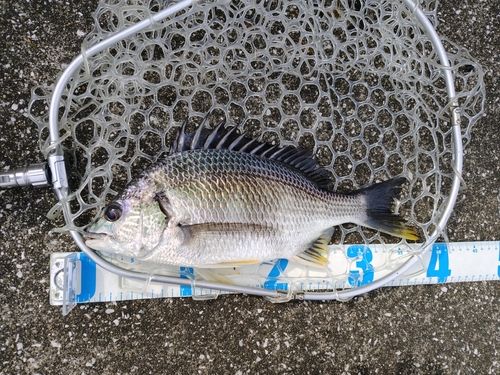 キビレの釣果