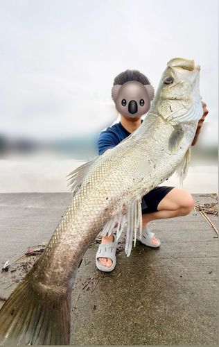 スズキの釣果
