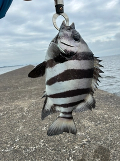 イシダイの釣果