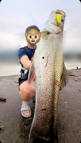 スズキの釣果