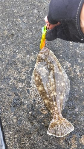 ソゲの釣果