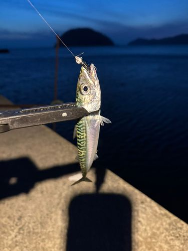 サバの釣果