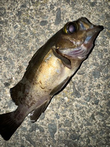 クロメバルの釣果