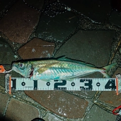マアジの釣果