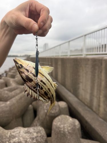 釣果