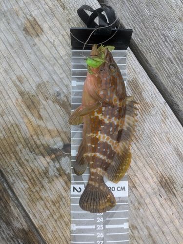 アコウの釣果