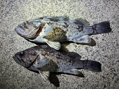 クロソイの釣果