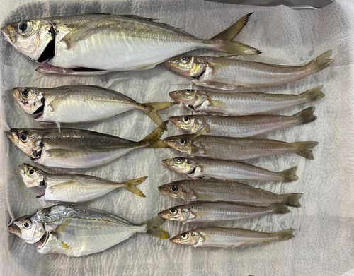 アジの釣果