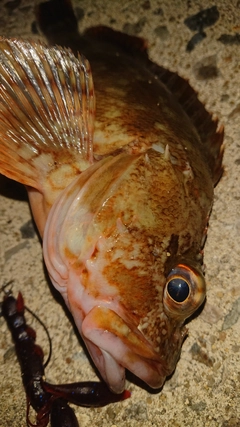 カサゴの釣果