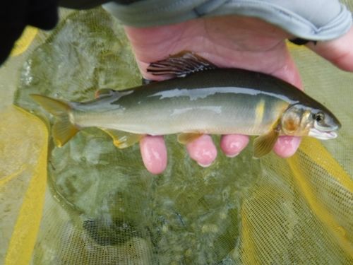 アユの釣果