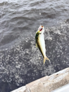 サッパの釣果