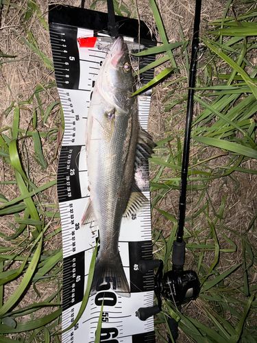セイゴ（マルスズキ）の釣果