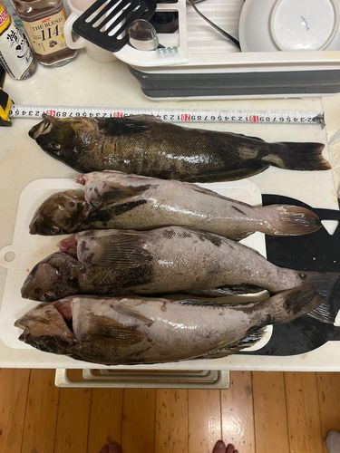 アイナメの釣果