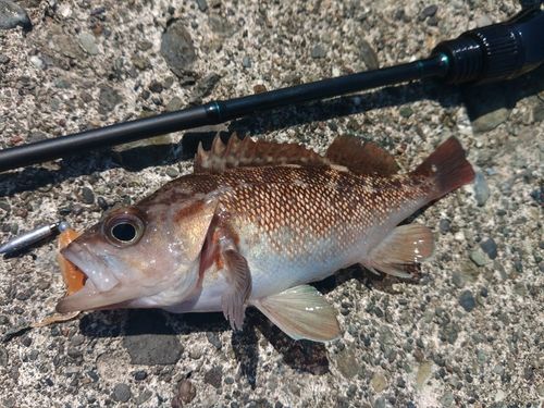 エゾメバルの釣果