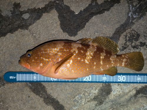 キジハタの釣果
