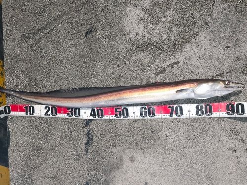 ハモの釣果