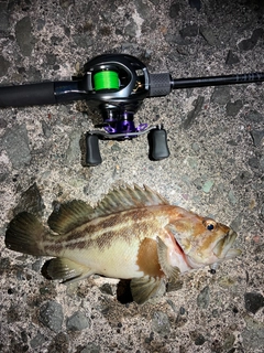 シマソイの釣果